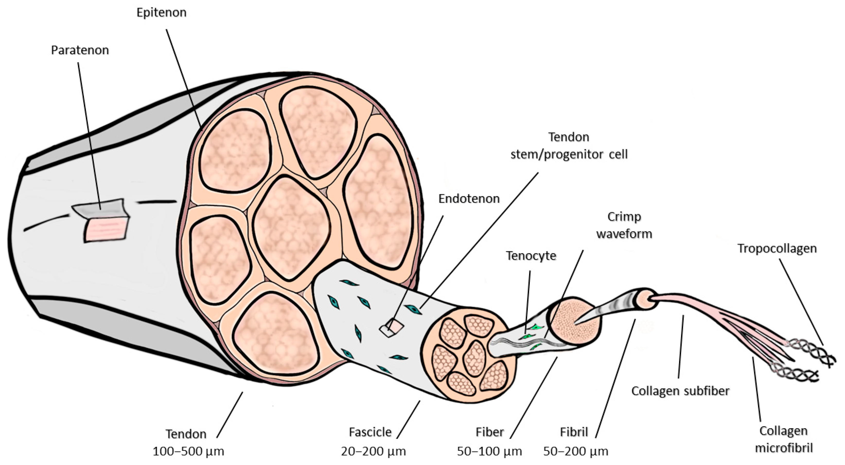 Jfb 16 00403 g002 Jfb 16 00403 g002