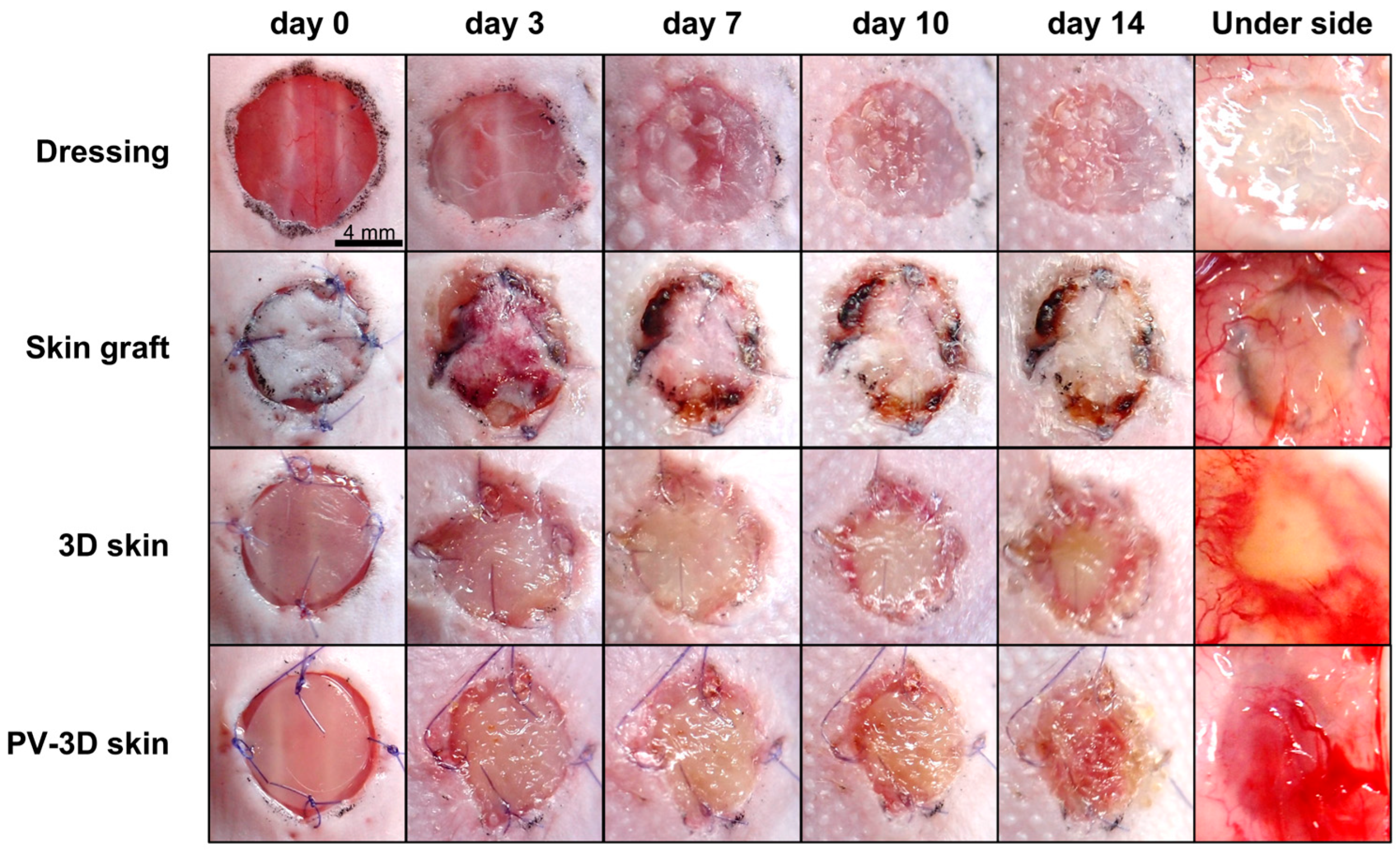 Jfb 16 00409 g002 Jfb 16 00409 g002