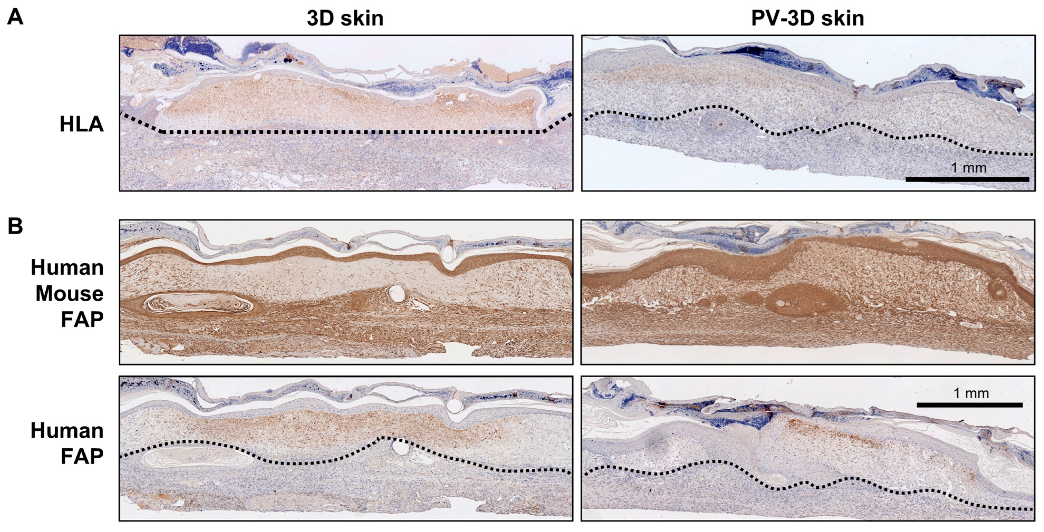 Jfb 16 00409 g005 Jfb 16 00409 g005
