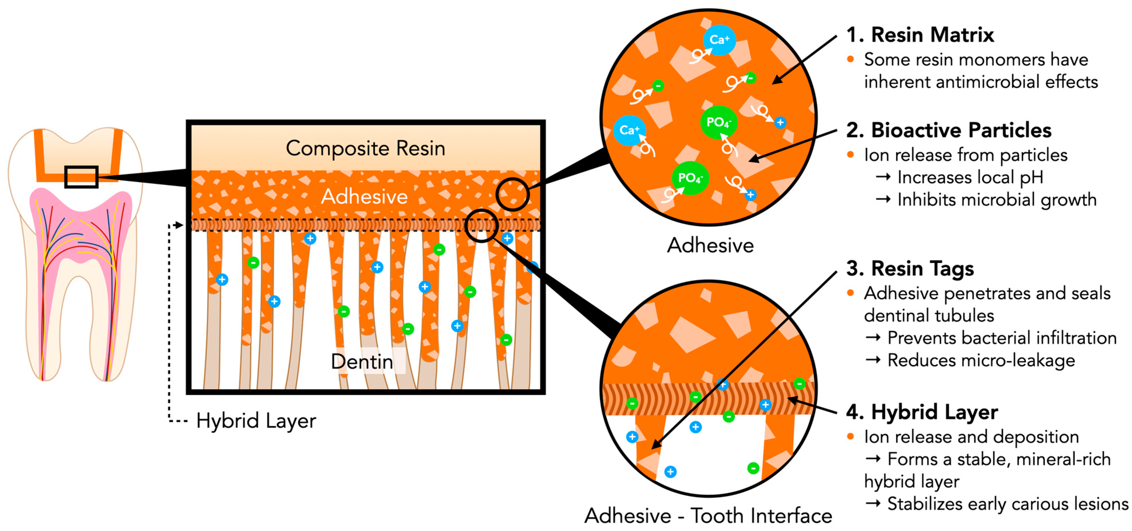 Jfb 16 00418 g001 Jfb 16 00418 g001