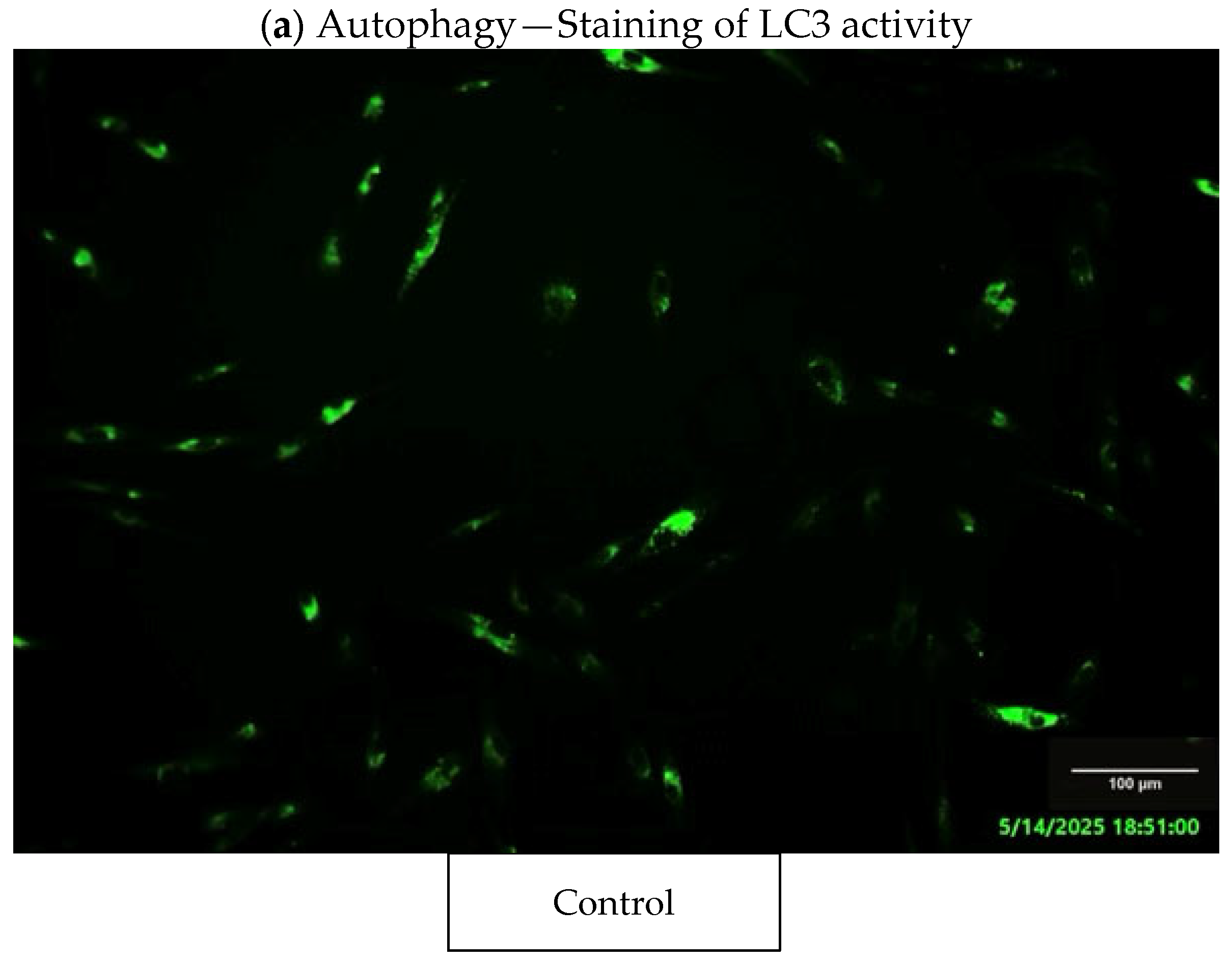Jfb 16 00442 g005a Jfb 16 00442 g005a