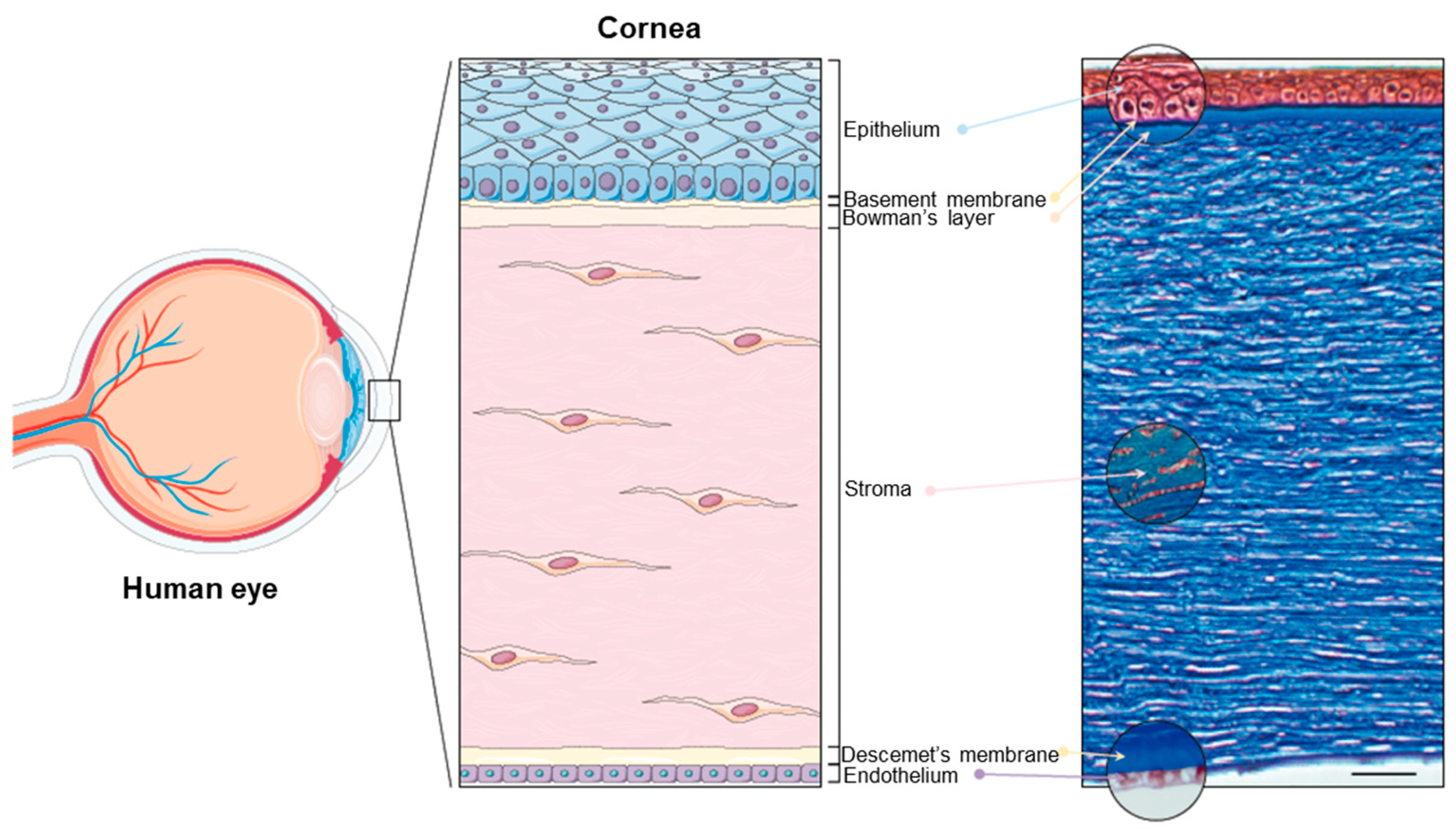 Jfb 16 00460 g001 Jfb 16 00460 g001
