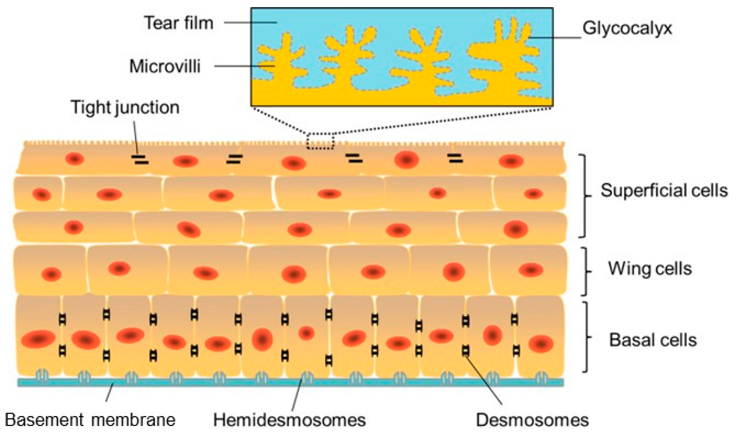 Jfb 16 00460 g002 Jfb 16 00460 g002