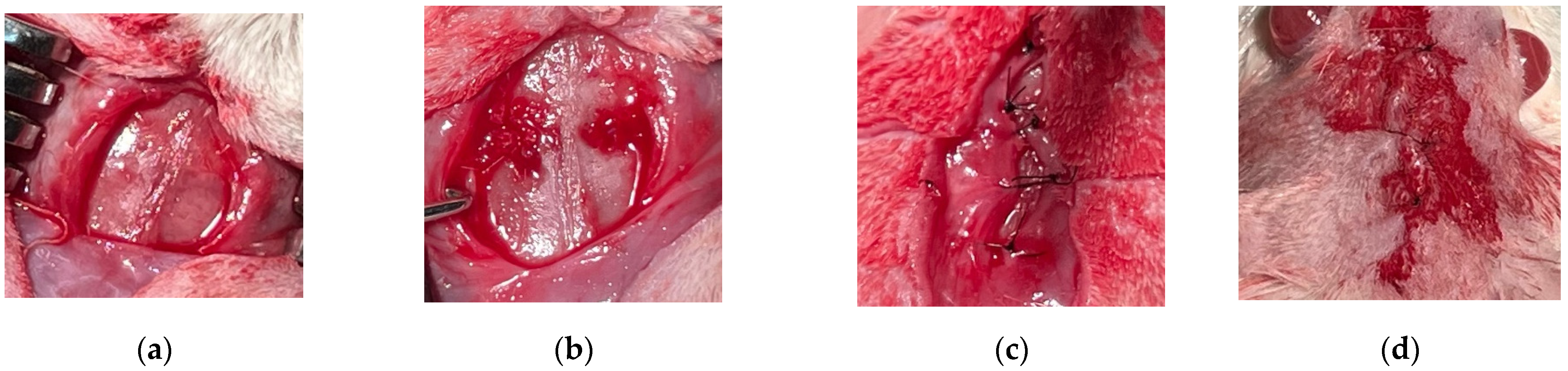 Jfb 17 00026 g001 Jfb 17 00026 g001