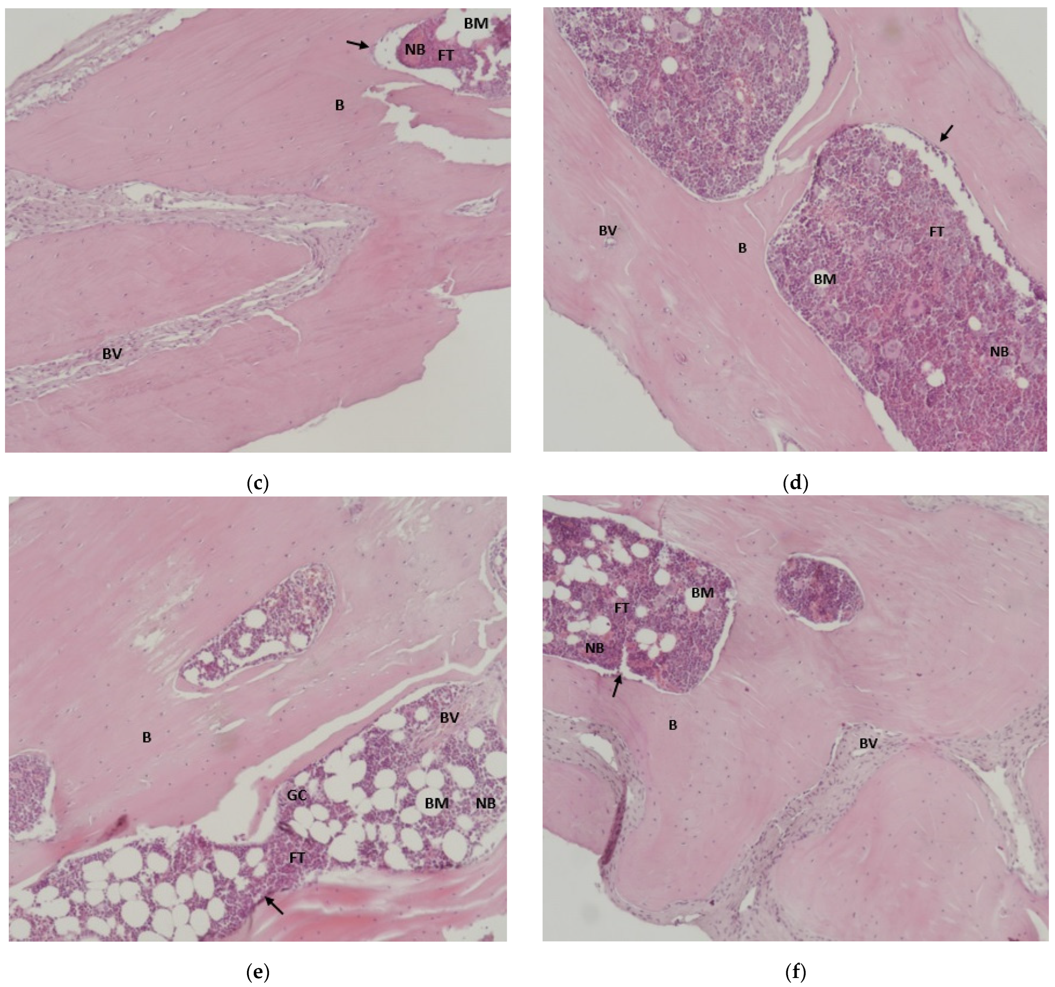 Jfb 17 00026 g004b Jfb 17 00026 g004b