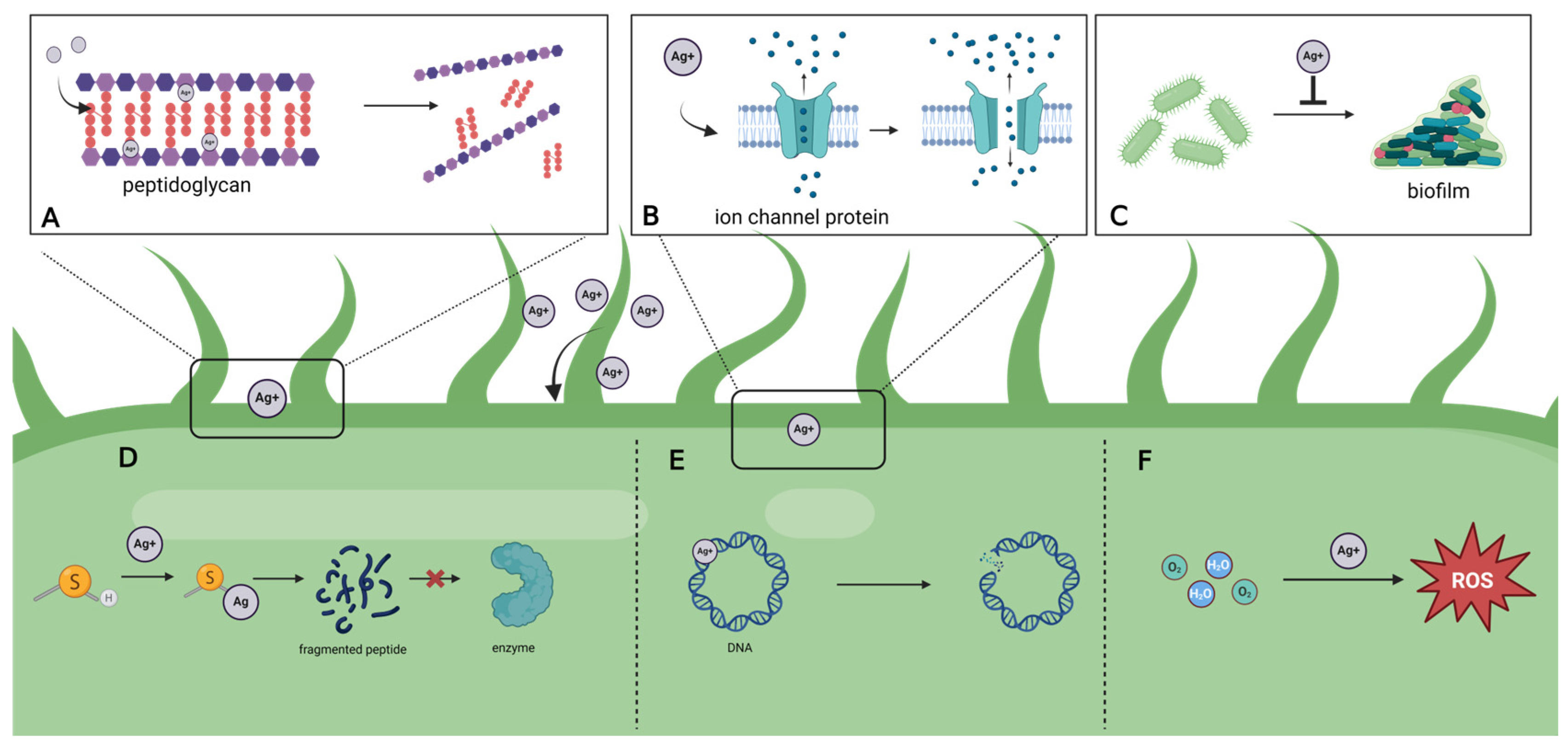 Jfb 17 00027 g002 Jfb 17 00027 g002