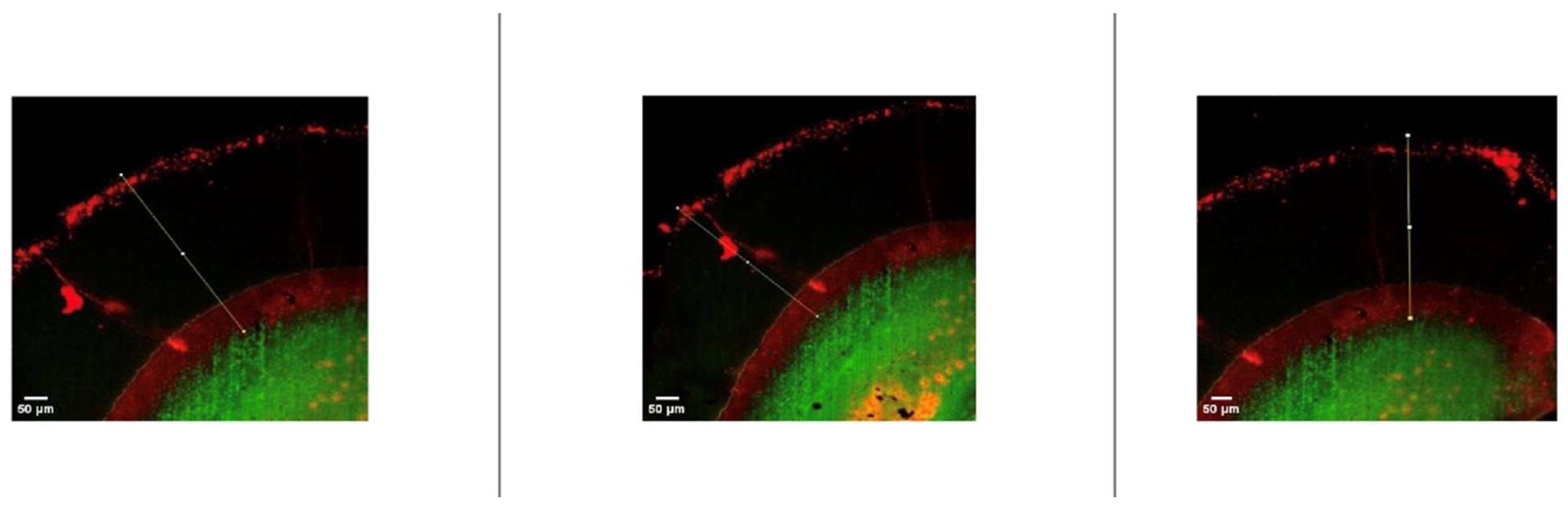 Jfb 17 00067 g004 Jfb 17 00067 g004