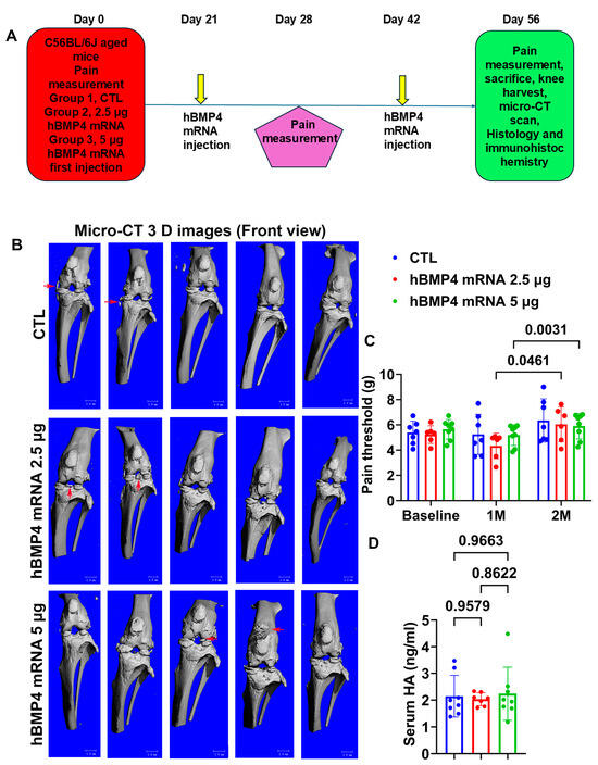 フィギュア29個セット Human BMP4 mRNA Encapsulated in Lipid Nanoparticle for Bone and