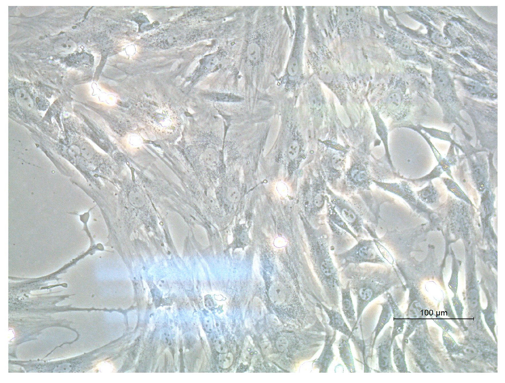Jfb 17 00361 g0a2 Jfb 17 00361 g0a2