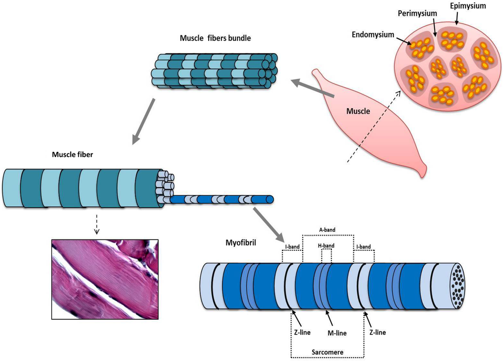 Skeletal Muscle Structure - Wize University Physiology Textbook