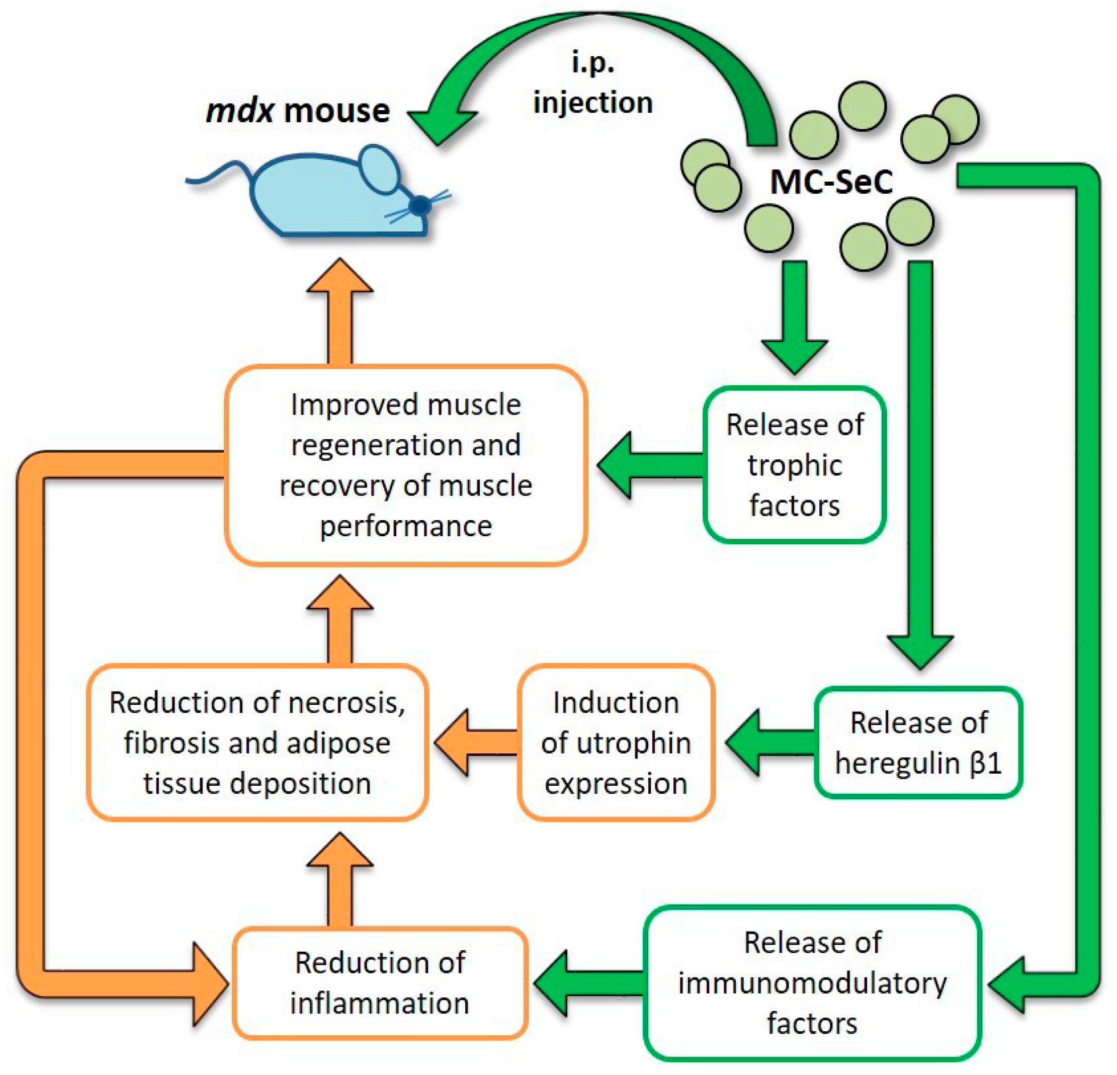 Jfmk 02 00047 g003 Jfmk 02 00047 g003