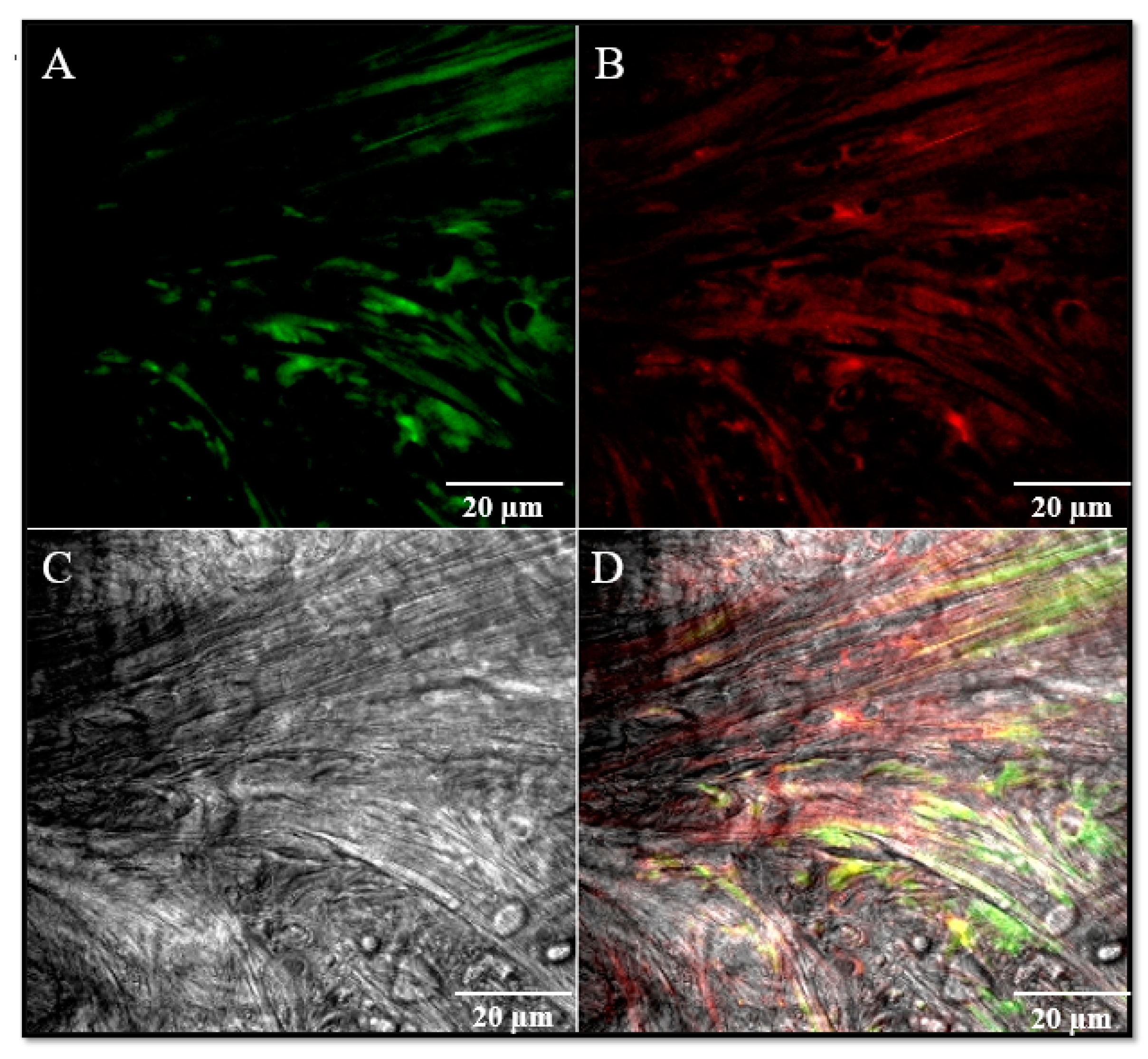 Jfmk 05 00090 g004 Jfmk 05 00090 g004