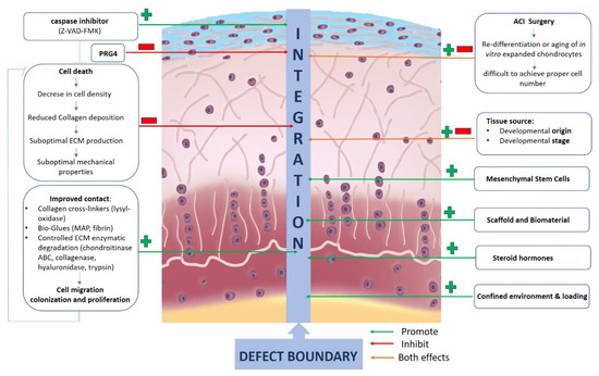 Drag the labels onto the diagram to identify structural features associated with skeletal muscle.