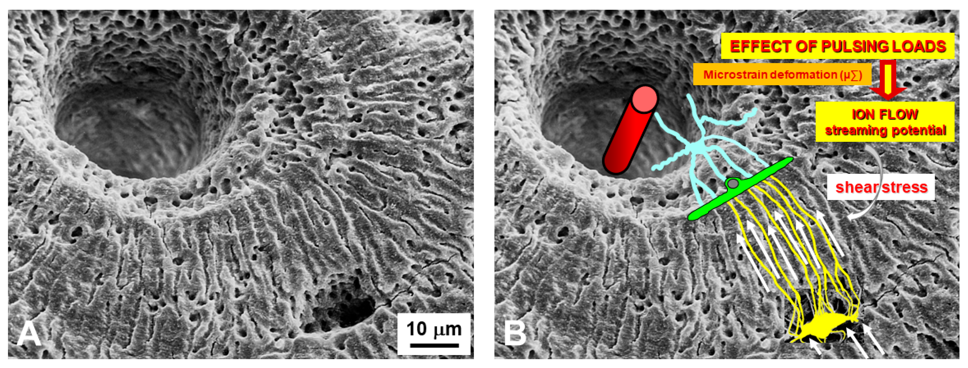 Jfmk 06 00028 g008 Jfmk 06 00028 g008