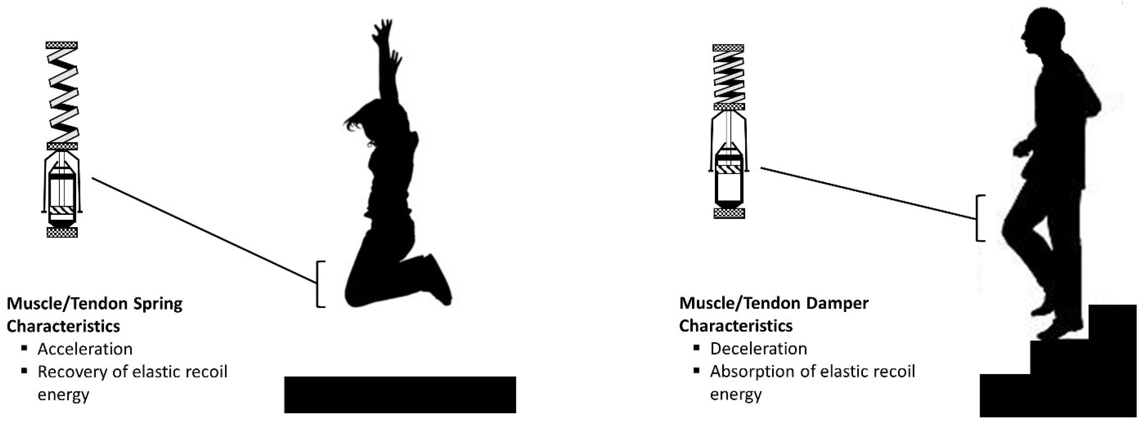 Eccentric Exercise Adaptations