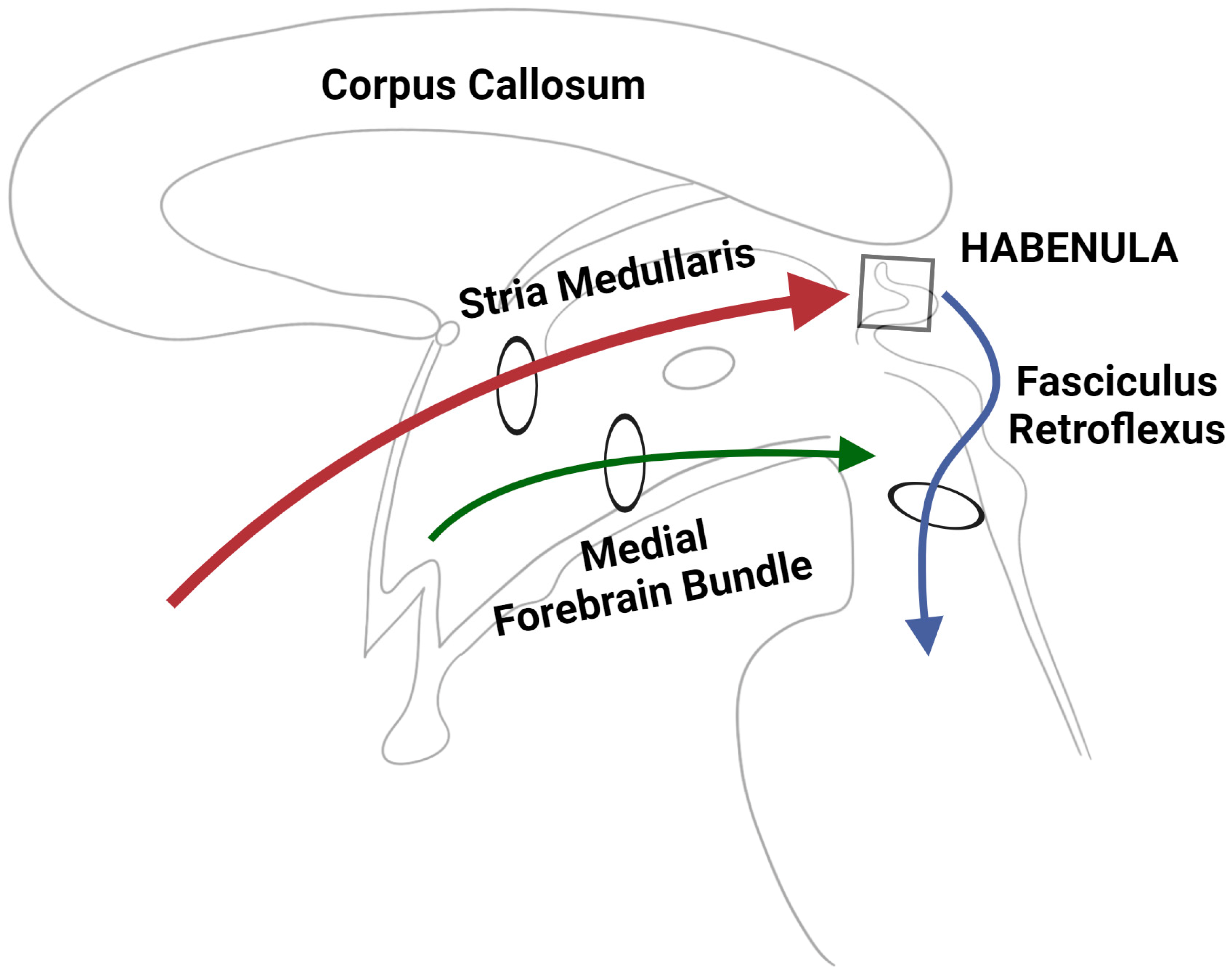 JFMK | Free Full-Text | The Neuroanatomy of the Habenular Complex and Its  Role in the Regulation of Affective Behaviors
