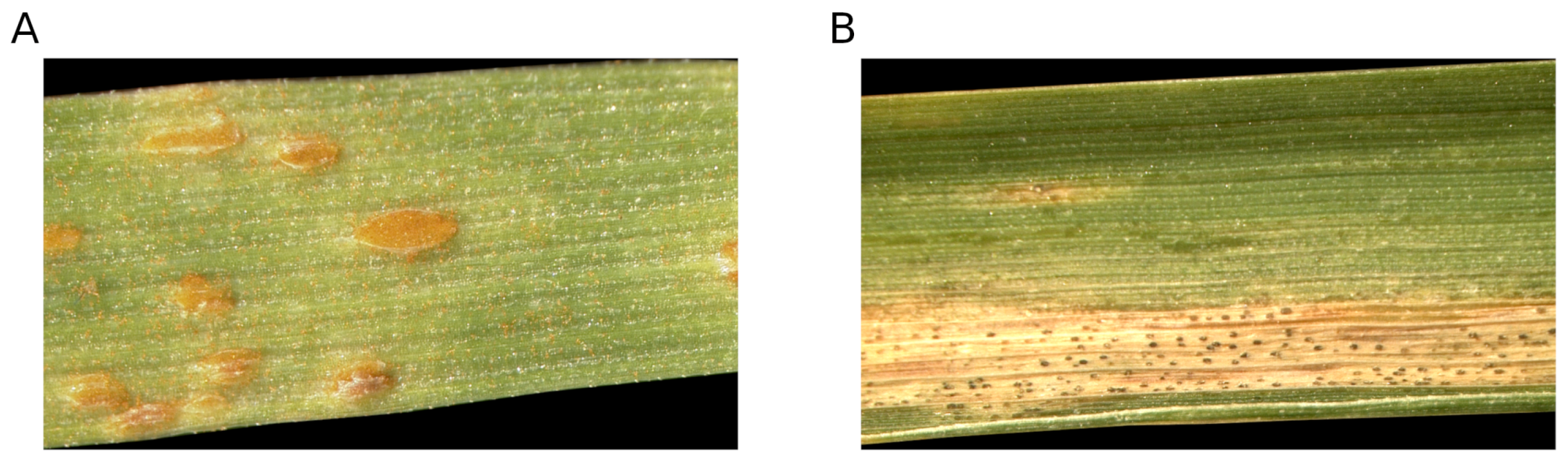 Jimaging 04 00143 g001 Jimaging 04 00143 g001