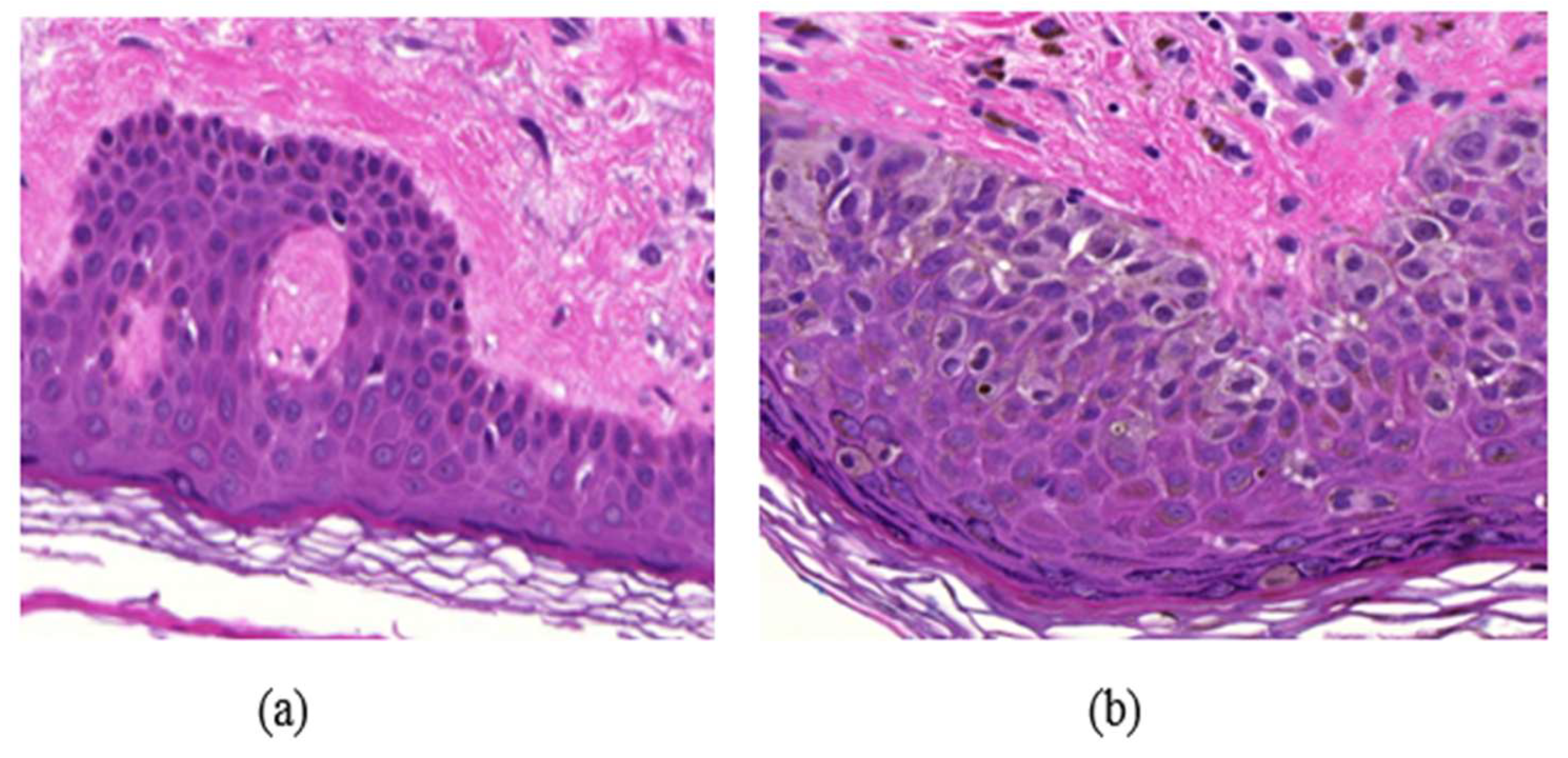 Jimaging 05 00021 g001 550