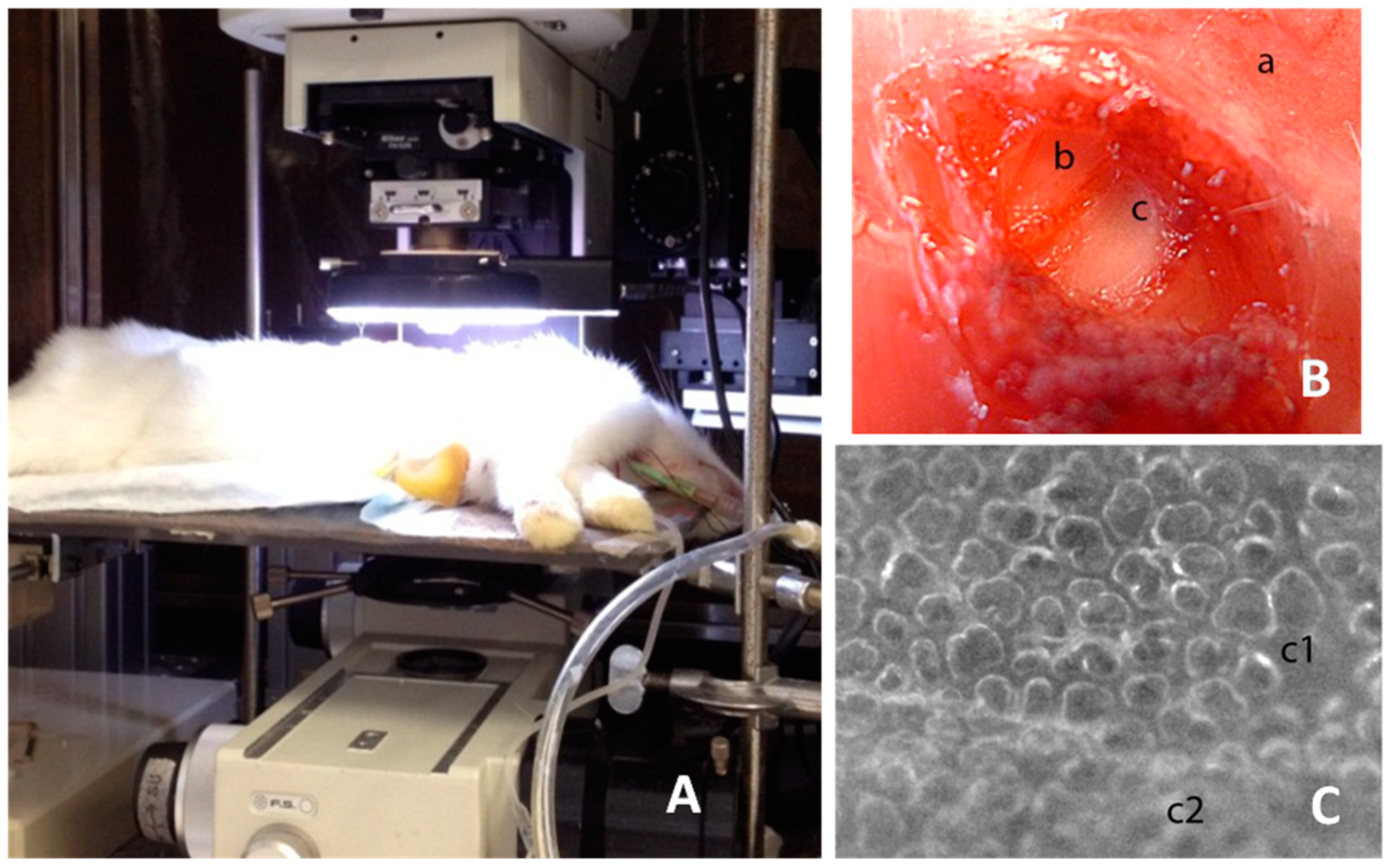 Jimaging 05 00022 g001 Jimaging 05 00022 g001