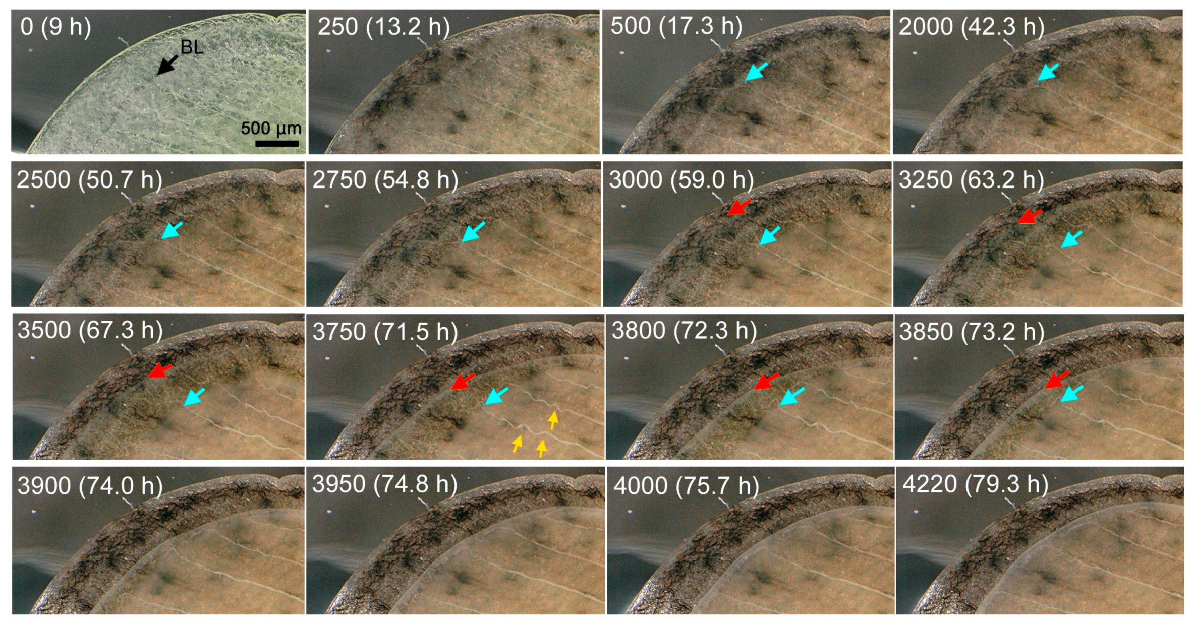 Jimaging 05 00042 g005