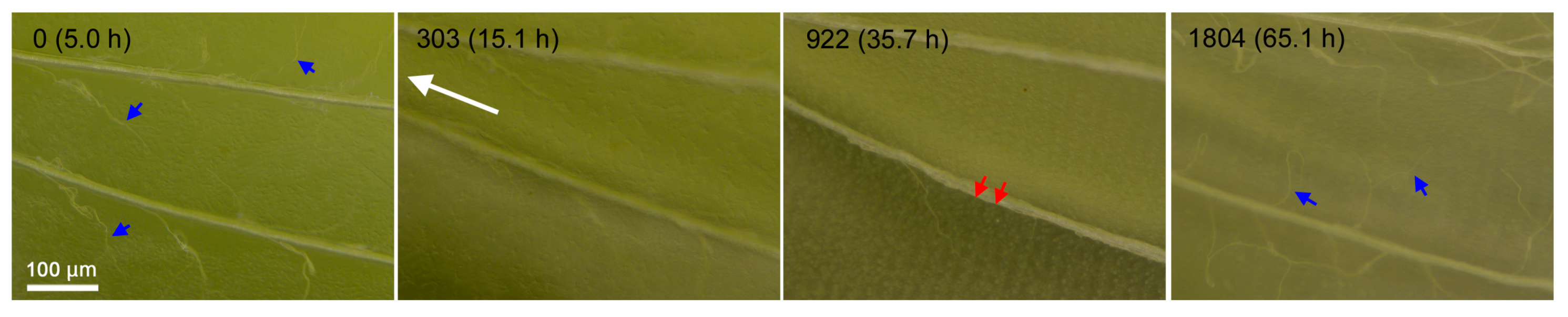 Jimaging 05 00042 g007