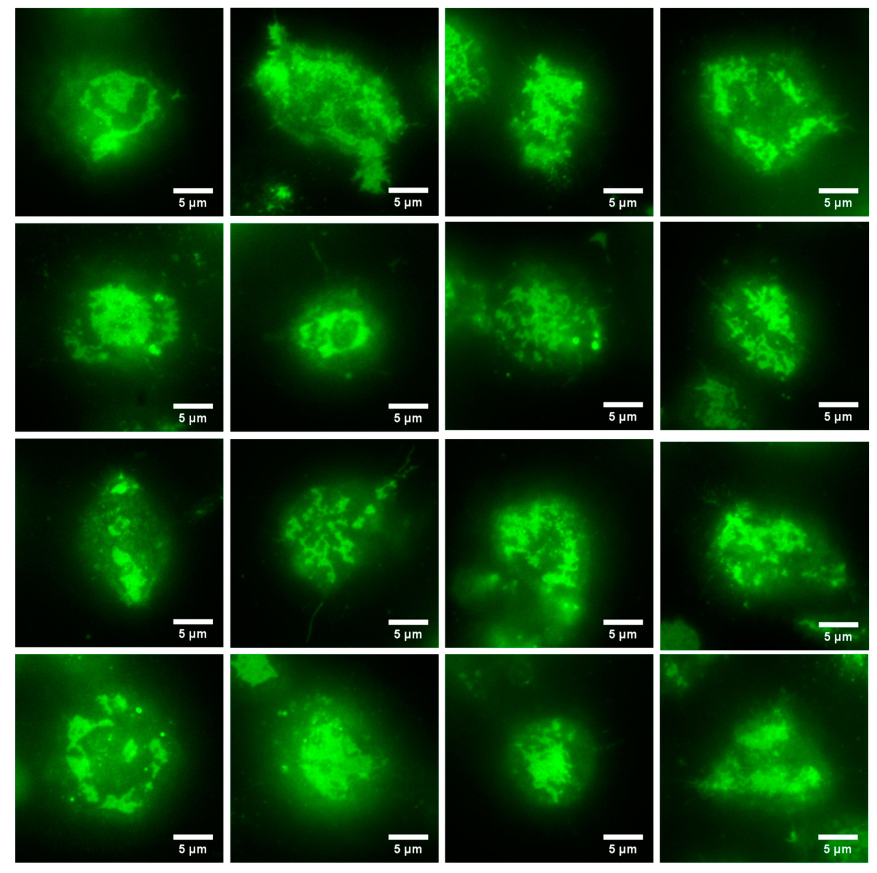 Jimaging 05 00063 g004