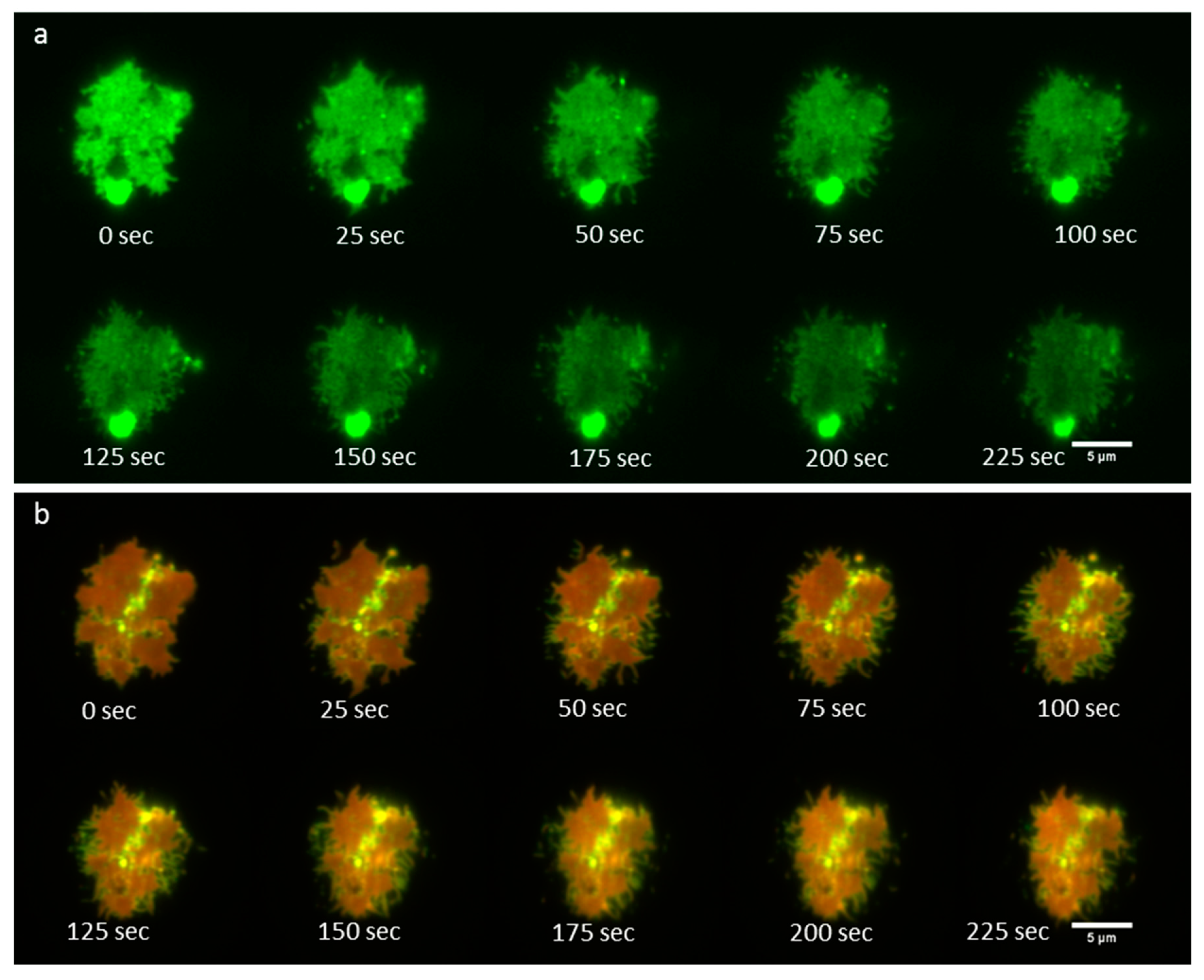 Jimaging 05 00063 g006