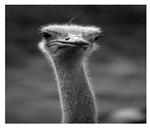 Jimaging 05 00071 i013