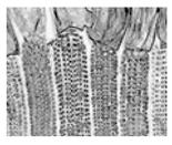 Jimaging 05 00071 i079