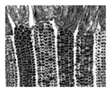 Jimaging 05 00071 i082