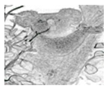 Jimaging 05 00071 i087