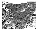 Jimaging 05 00071 i090