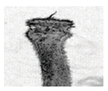 Jimaging 05 00071 i097