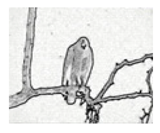 Jimaging 05 00071 i103