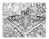 Jimaging 05 00071 i107