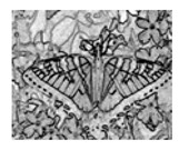 Jimaging 05 00071 i109