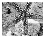 Jimaging 05 00071 i125