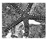 Jimaging 05 00071 i126