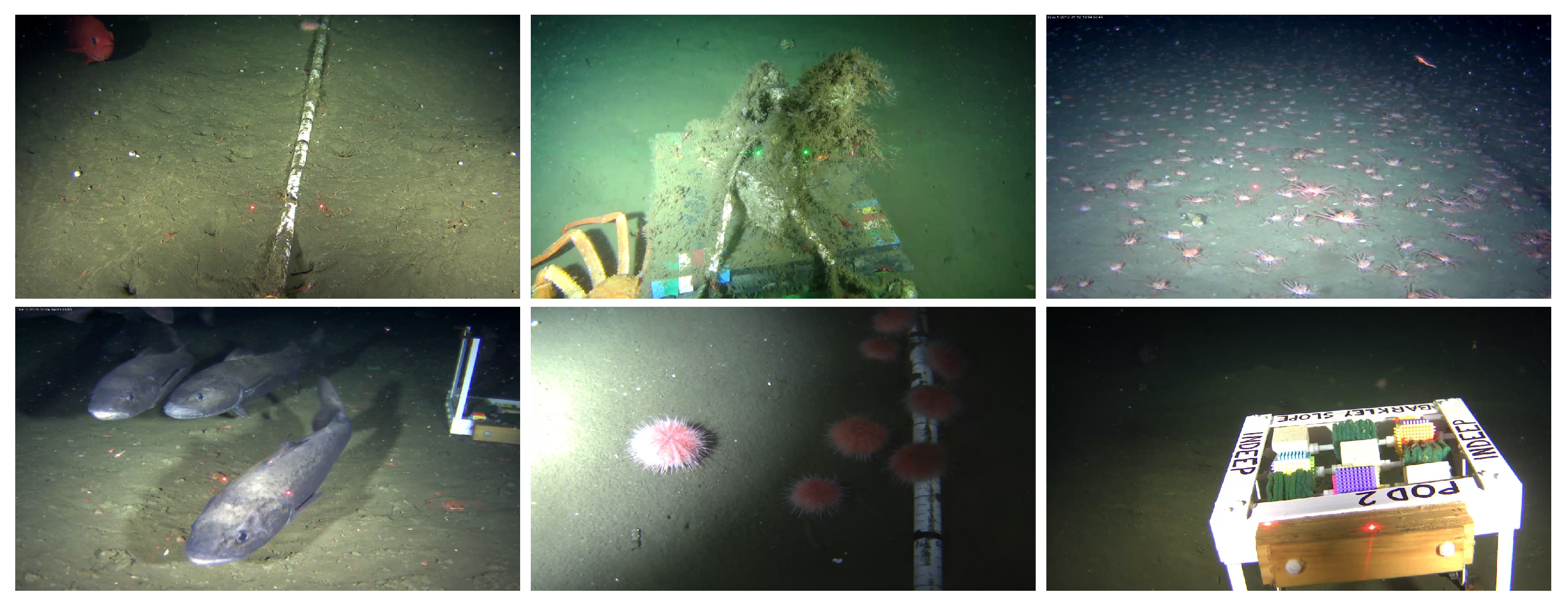 Jimaging 05 00079 g005