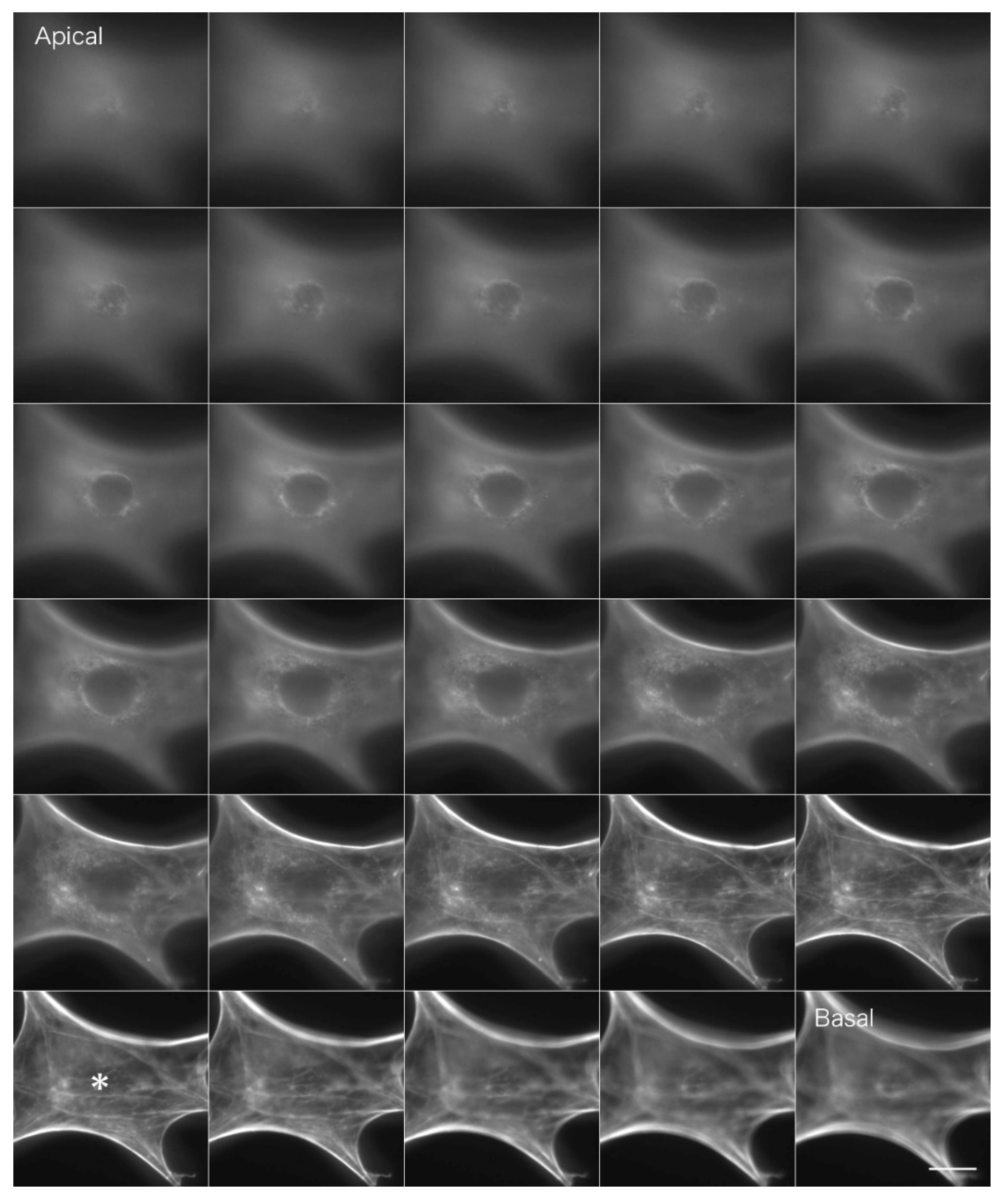 Jimaging 05 00088 g003 550