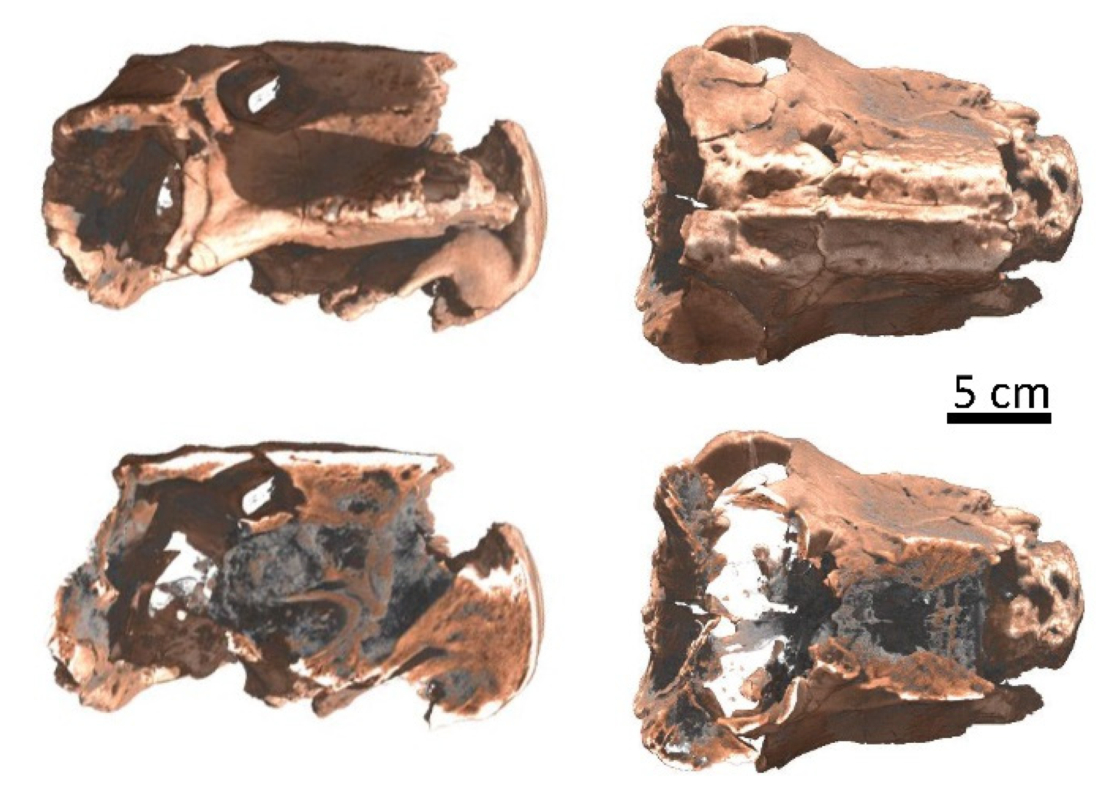 Jimaging 07 00011 g004 Jimaging 07 00011 g004