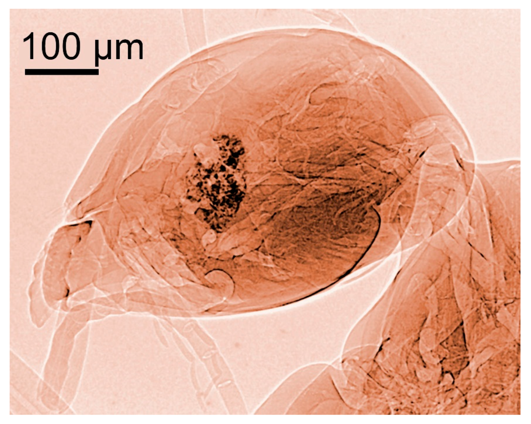 Jimaging 07 00132 g004