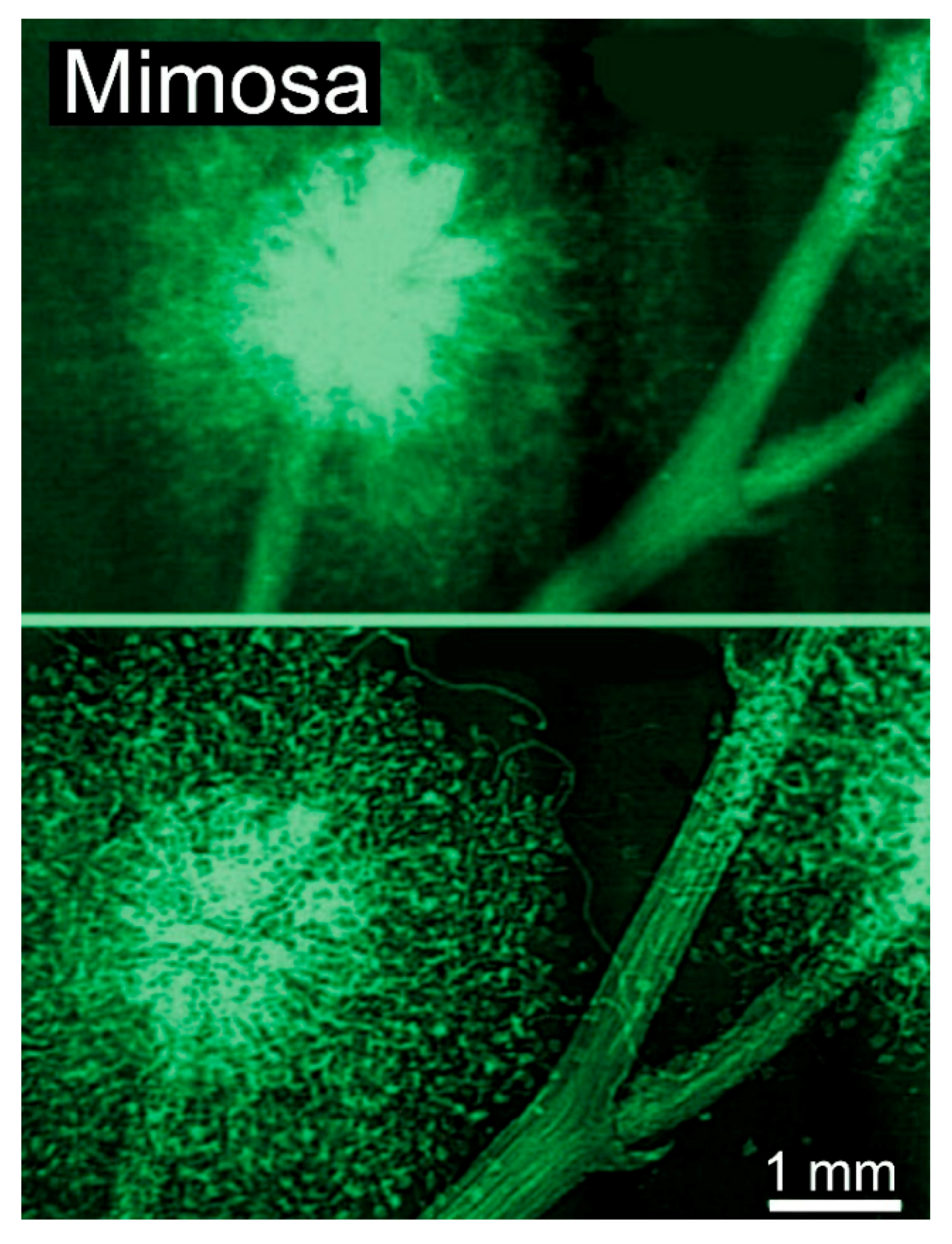 Jimaging 07 00132 g006