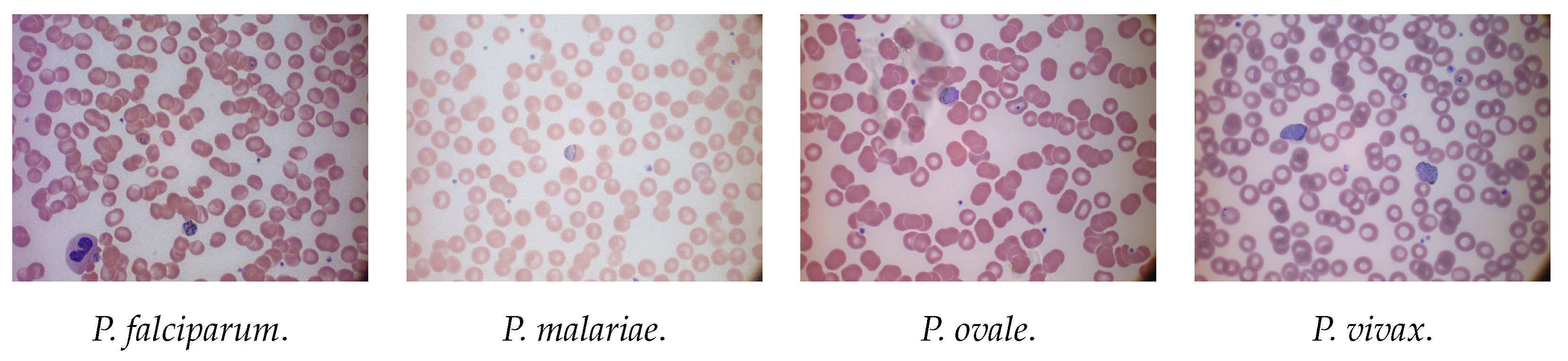 Jimaging 08 00066 g002