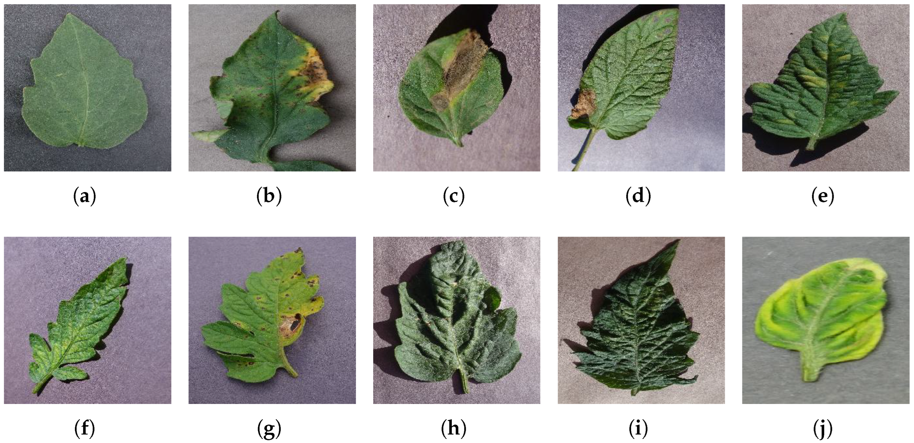 Jimaging 09 00053 g001 Jimaging 09 00053 g001