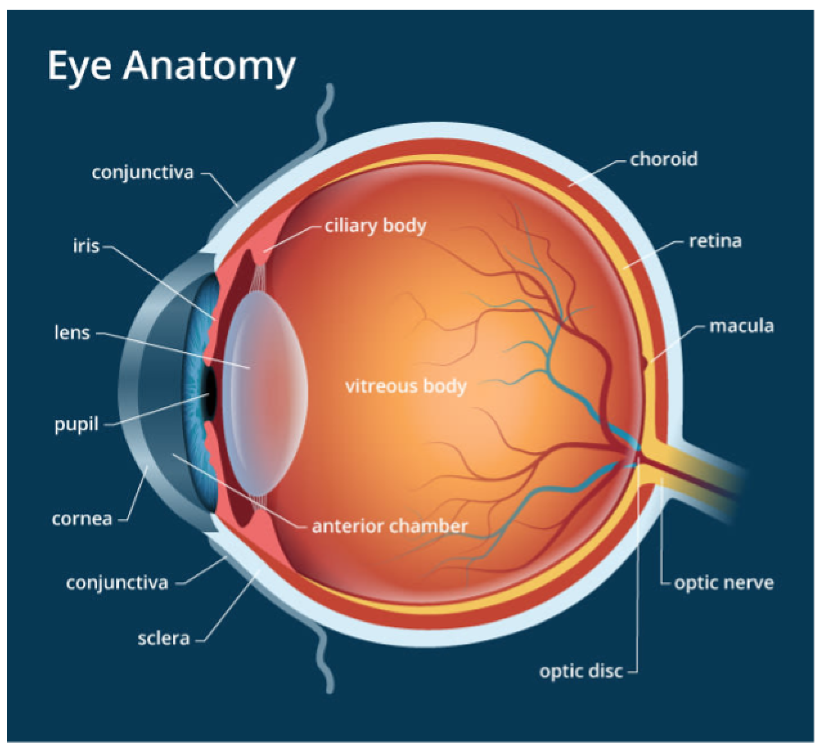 Shadows Cast by Retinal Blood Vessels Mapped in Primary Visual Cortex