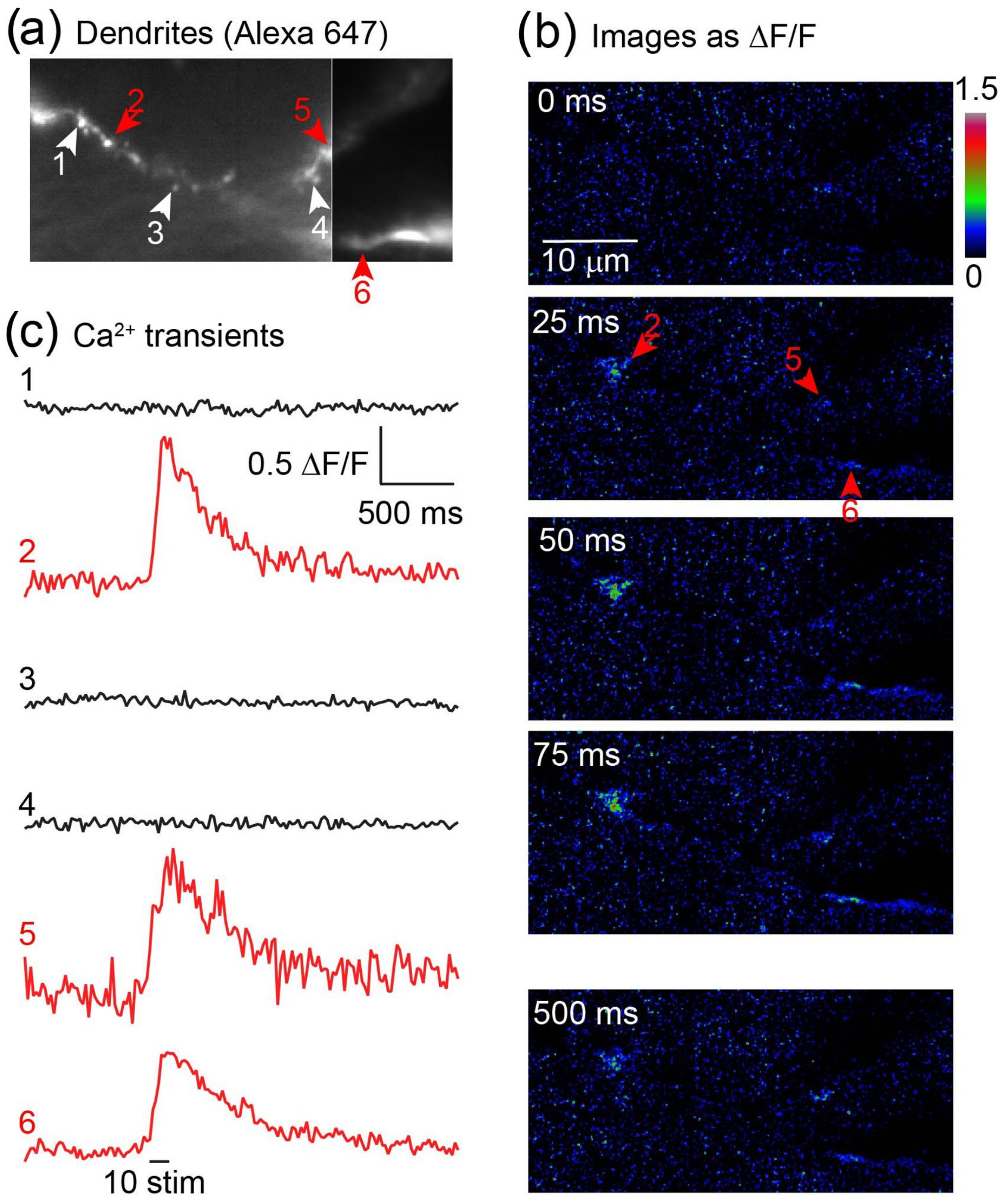 Jimaging 09 00121 g003 Jimaging 09 00121 g003