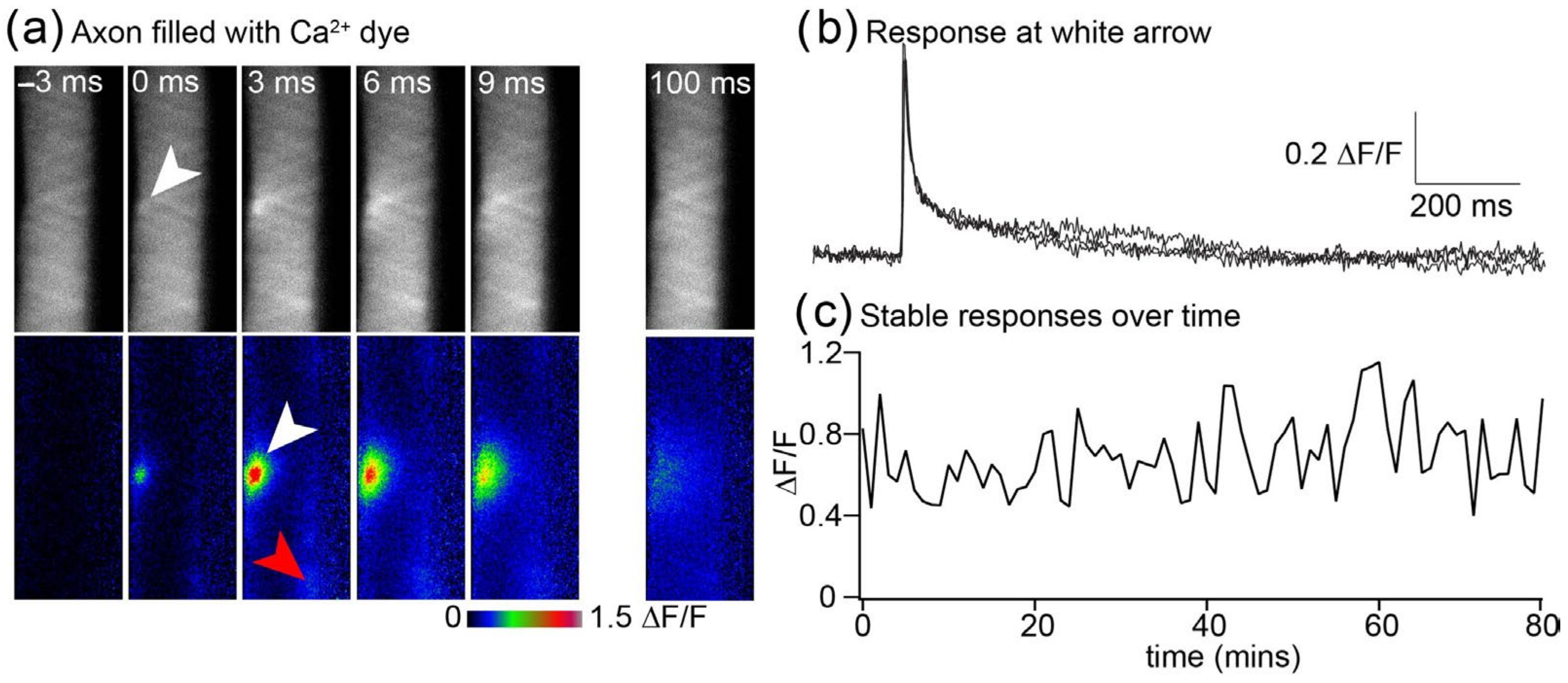 Jimaging 09 00121 g004 Jimaging 09 00121 g004