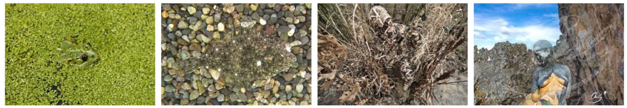 Jimaging 10 00024 g001 Jimaging 10 00024 g001