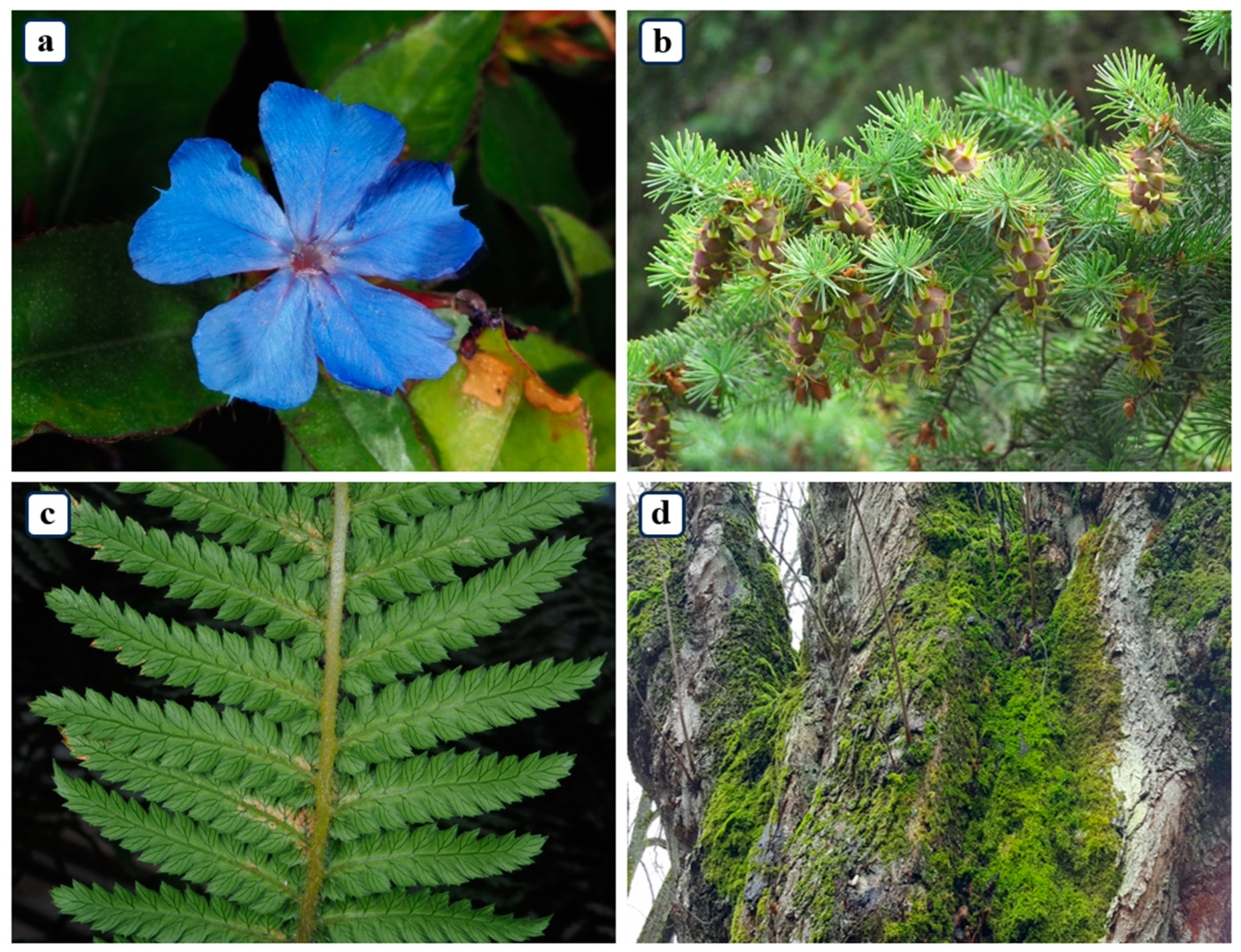 Jimaging 10 00137 g002